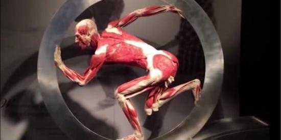 “Body Worlds”: a Genova un ‘realistico’ viaggio nel corpo umano