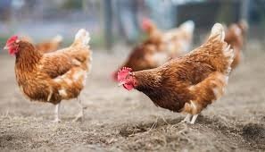 In Camera di Commercio un incontro sulle regole per produrre e vendere uova e pollame