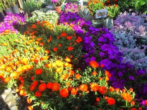 Colori e profumi di piante, ad Alessandria la primavera si fa Floreale