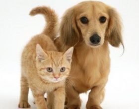 Un altro passo avanti per utilizzare la Pet Therapy in Piemonte