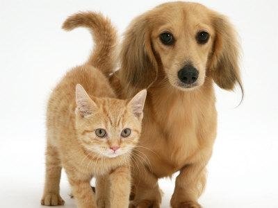 Un altro passo avanti per utilizzare la Pet Therapy in Piemonte