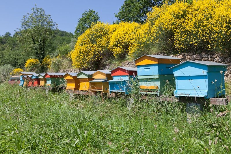 A Novi Ligure il primo Museo dell’apicoltura in Piemonte