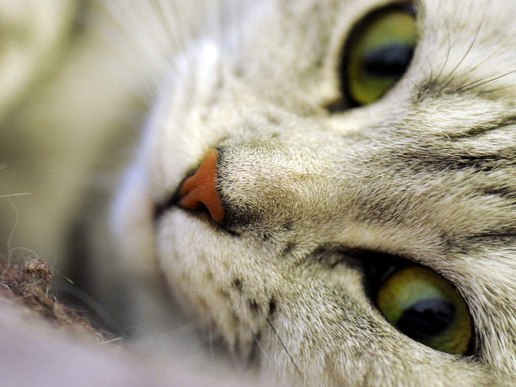 I segreti del perfetto predatore: fisiologia del gatto II parte