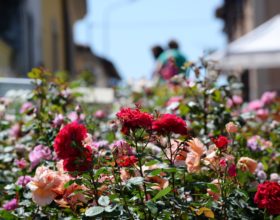 Primo week end della sedicesima edizione di “Riso & Rose in Monferrato”