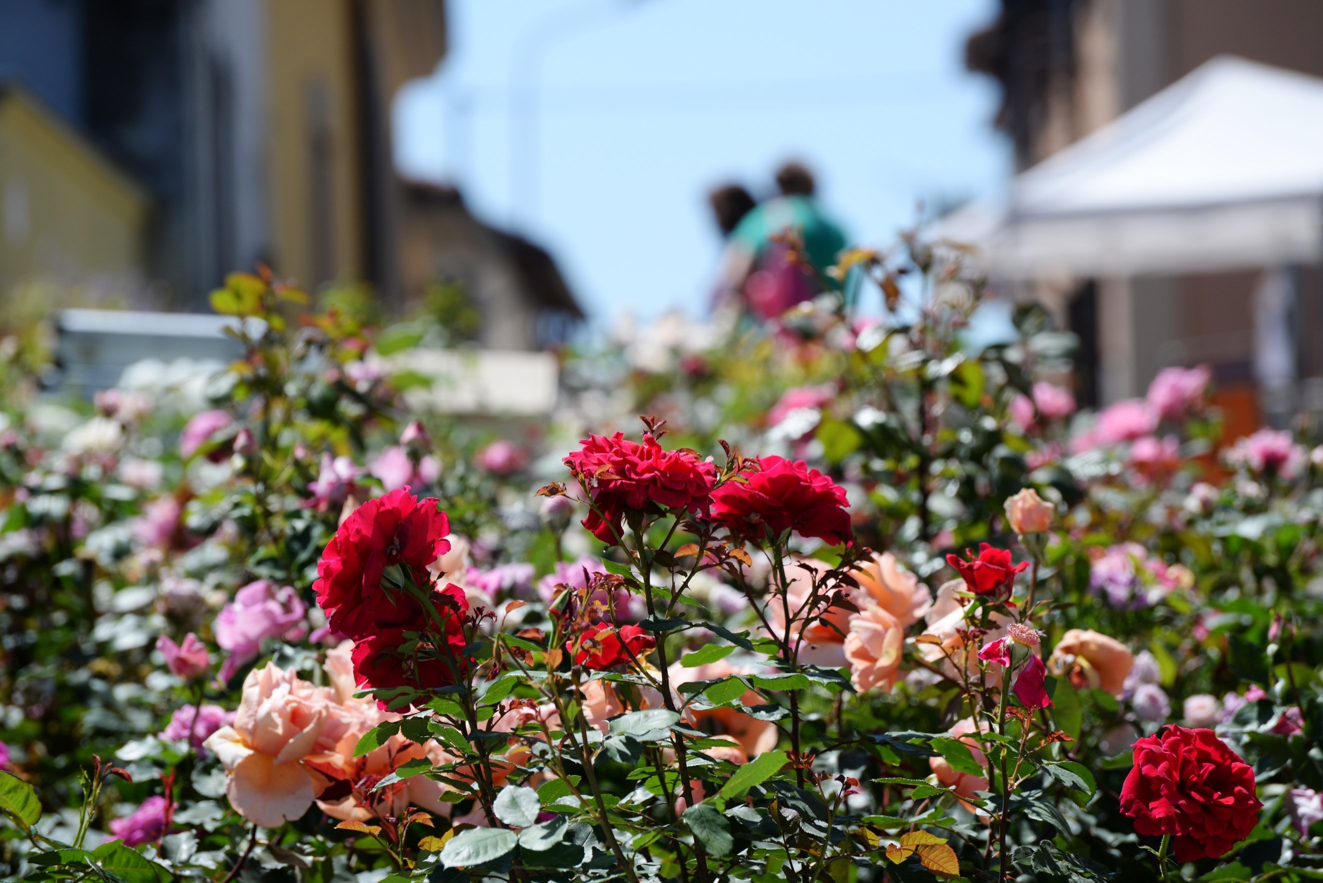Primo week end della sedicesima edizione di “Riso & Rose in Monferrato”