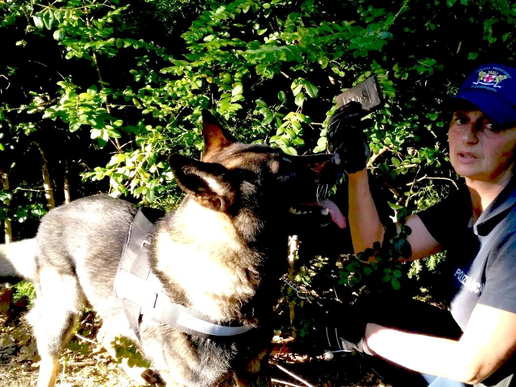Il cane antidroga Fox scova 170 grammi di stupefacente ai giardini della stazione di Alessandria
