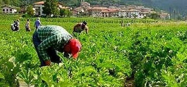 Approvata la legge regionale sui braccianti agricoli: “mosso primo passo importante”