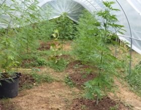 In una serra nascosta tra gli alberi più di 200 piante di marijuana: in manette un 40enne di Melazzo