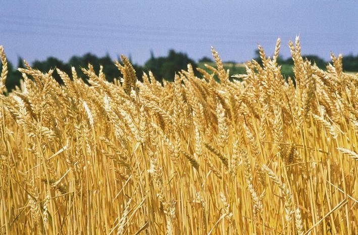 Incontro della filiera del grano in Camera di Commercio