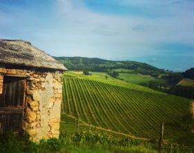 A Collisioni anche i vini biologici della tenuta San Pietro di Tassarolo