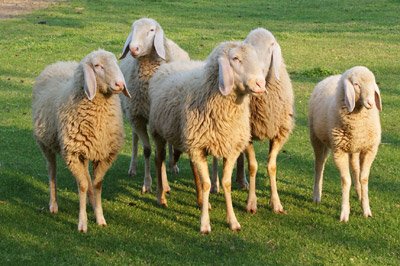 Fa pascolare le pecore senza permesso e danneggia le colture: denunciato un pastore