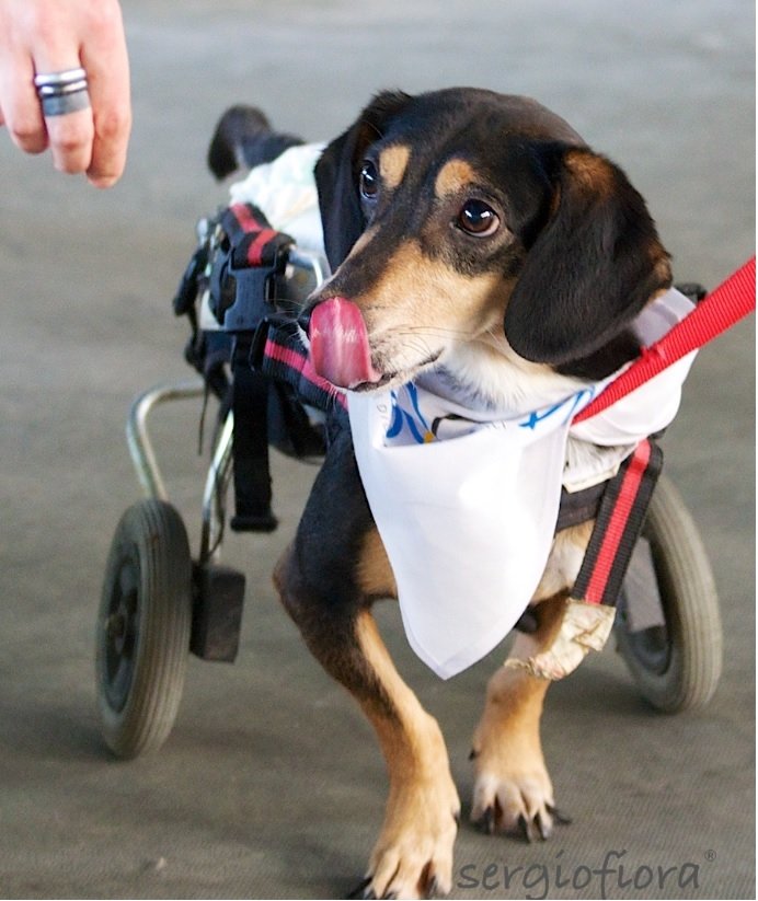 Le Paralympic Dogs per Si Ma bo, la onlus di una coppia di Borgoratto che aiuta gli animali a Capo Verde