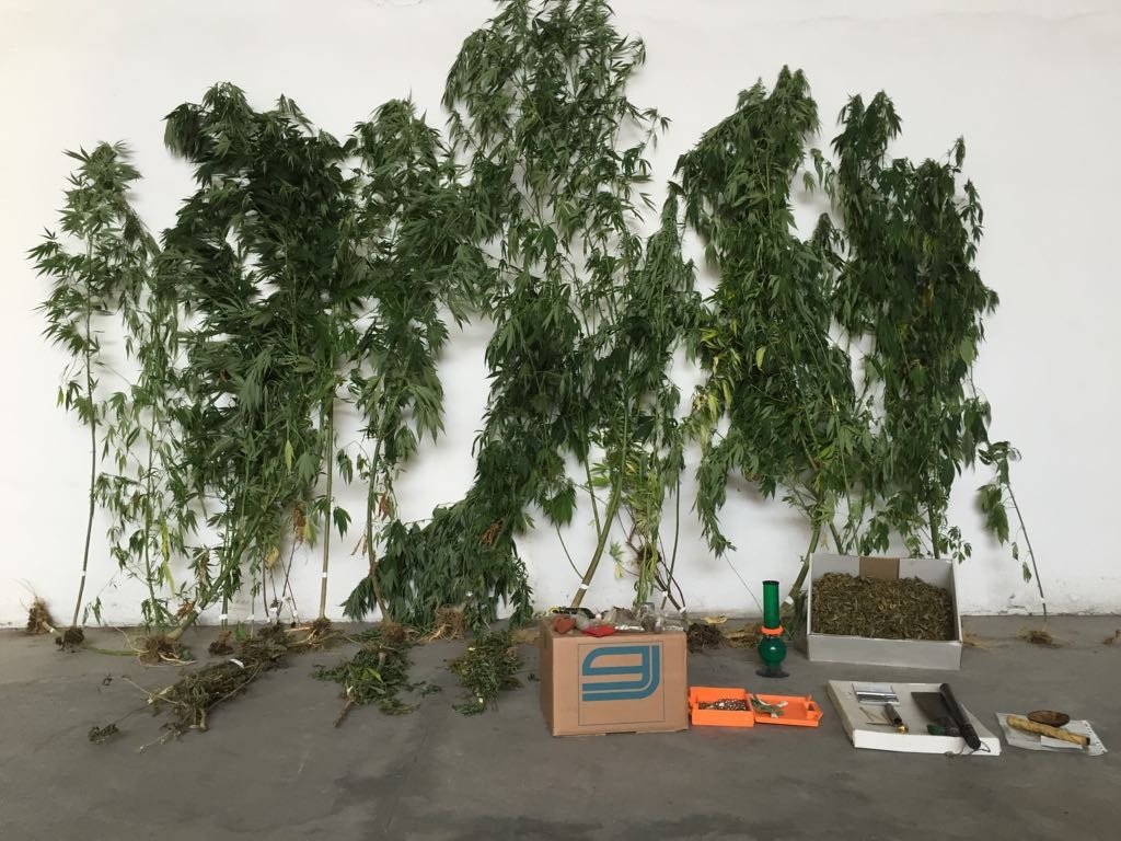 Nel giardino 26 piante di cannabis: arrestato dalla Guardia di Finanza