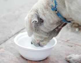 Lascia il cane per oltre un giorno chiuso in casa senza cibo nè acqua: denunciata
