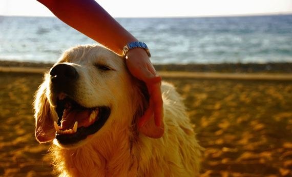 Una gita ‘bestiale’ nelle spiagge dog friendly della Liguria