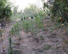 Scoperta a Carrega Ligure una coltivazione “professionale” di piante di cannabis, alte fino a un metro e mezzo