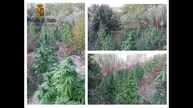 100 piante di marijuana nascoste in un bosco. Arrestato un 32enne [VIDEO]