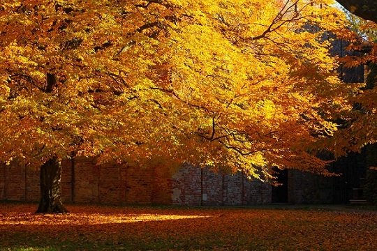 A Villa Badia un foliage dalle mille sfumature, arriva la magia dei colori dell’autunno