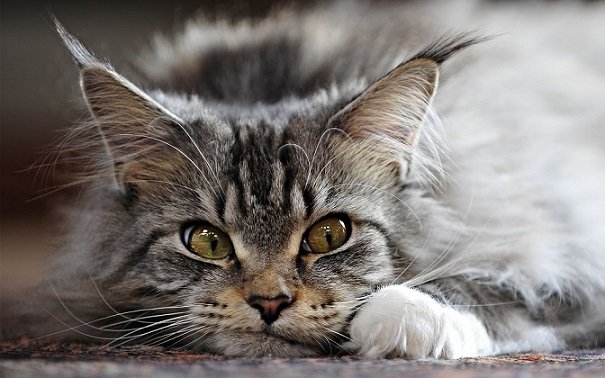 A Novi arrivano i gatti più belli del mondo e i rettili più curiosi