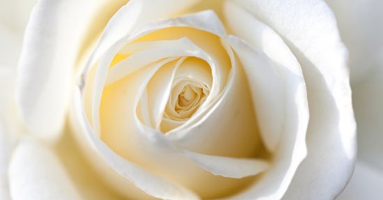 Consegna delle rose bianche in memoria delle donne vittime di violenza