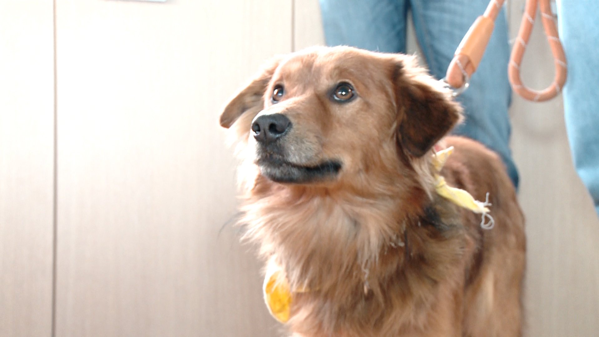 L’assessore vuole introdurre la “Pet therapy” nella sanità piemontese