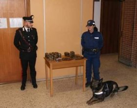I Carabinieri sequestrano nove chili di hashish grazie al fiuto del cane Fox