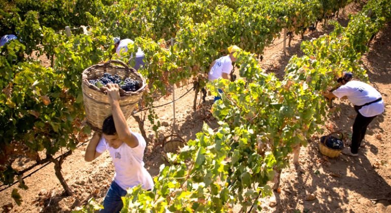 Borsa dell’uva per l’Oltrepò Pavese, i produttori: “Non basta, con questi prezzi a rischio il futuro delle aziende”