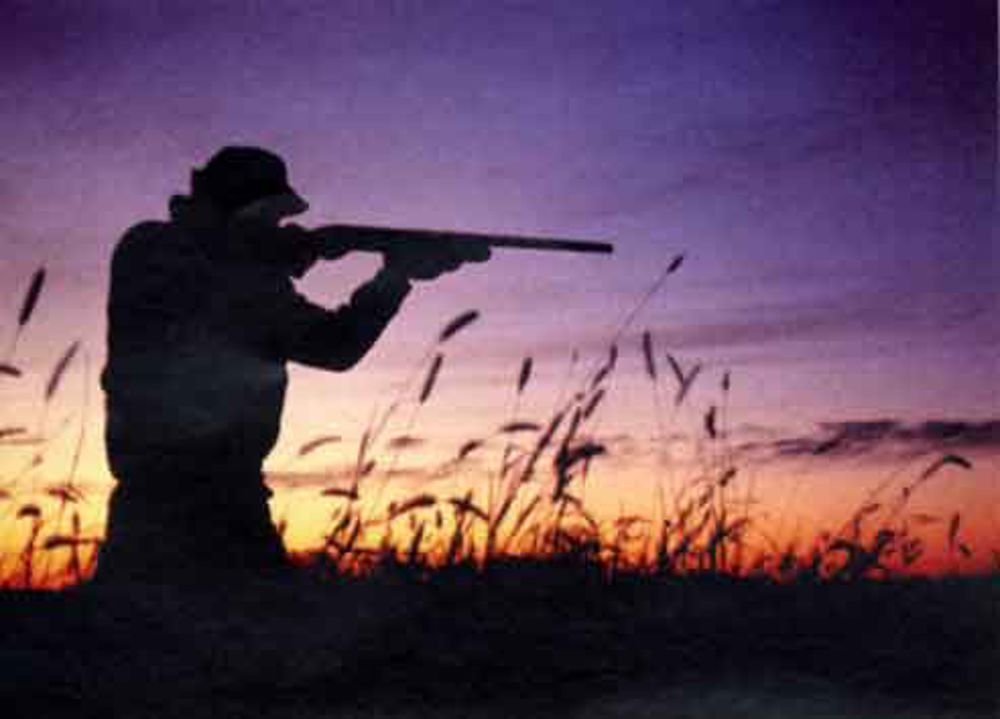Rischio danni ungulati: consigliere provinciale chiede proroga della caccia al cinghiale, ora sospesa