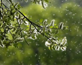 Il caldo e l’assenza di piogge anticipano le allergie
