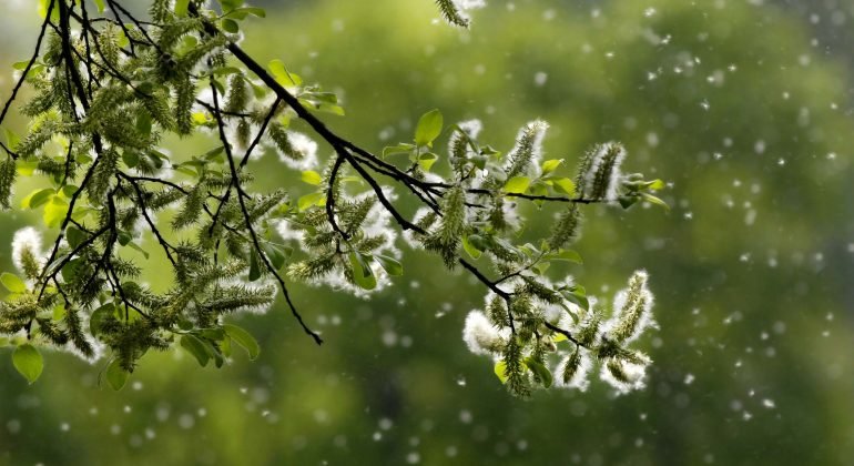 Il caldo e l’assenza di piogge anticipano le allergie