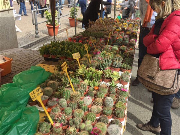 Frascaro torna in fiore