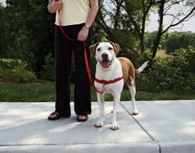 Ad Acqui distributori di palette per raccogliere le deiezioni dei cani