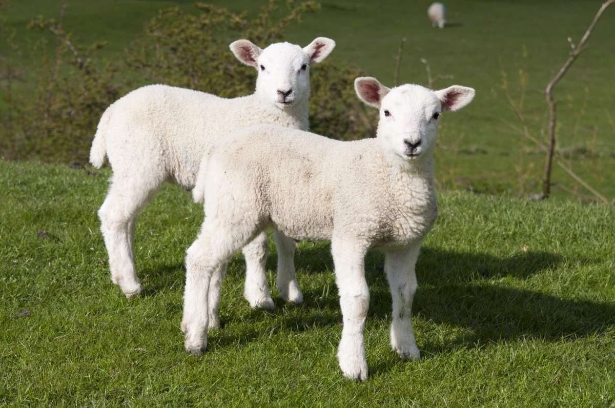 Un flash mob per una buona Pasqua anche per agnelli e capretti