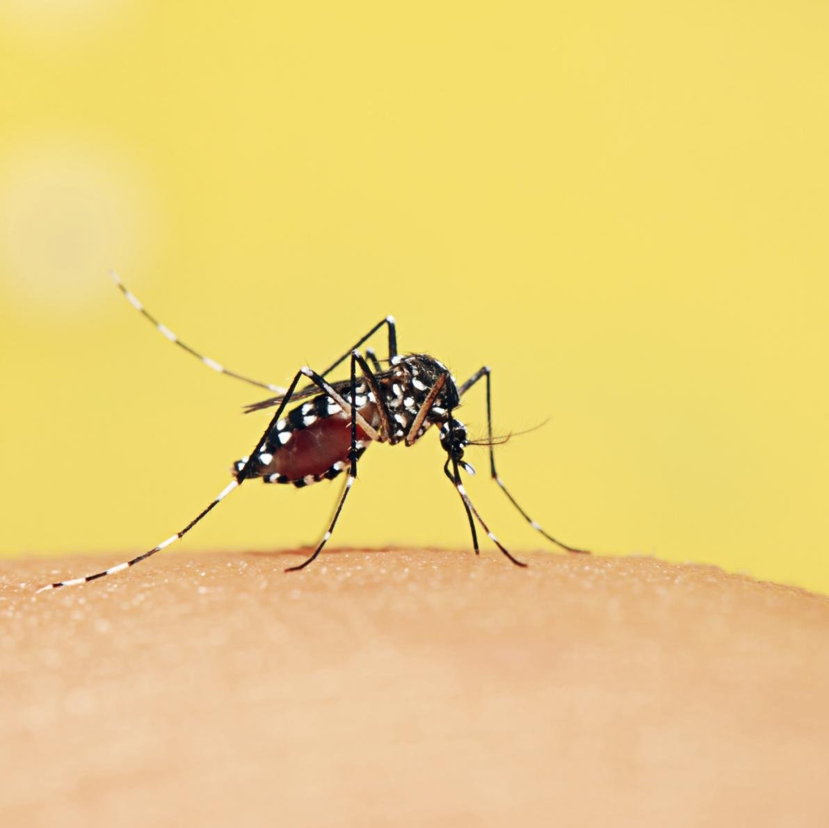 39 comuni monferrini aderiscono al progetto di lotta alle zanzare
