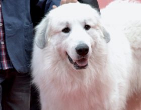 Anche il cane di Belle e Sebastien al Monferrato Dog Show