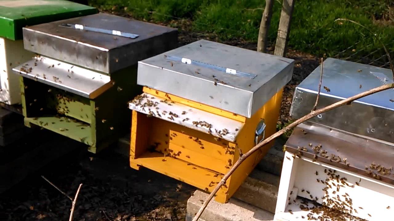 Punta dalle api muore poco dopo l’arrivo in ospedale