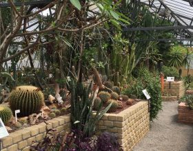 Un angolo di paradiso tropicale: scatta l’Alessandria Green Week