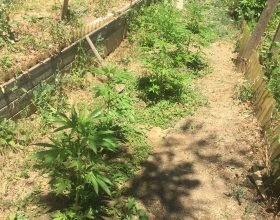 In giardino nove piante di marijuana alte mezzo metro: denunciato