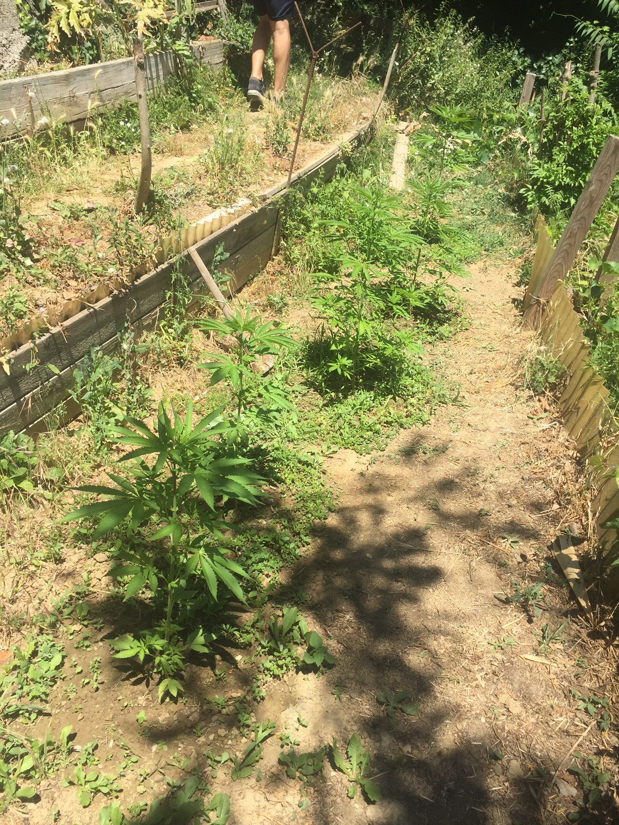 In giardino nove piante di marijuana alte mezzo metro: denunciato