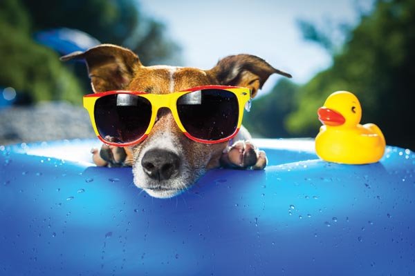 I consigli per tutelare la salute degli animali in estate