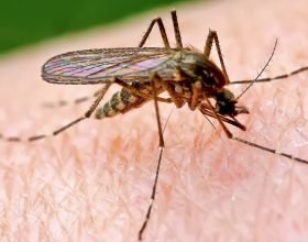 Il Consiglio regionale chiede “più risorse” per la lotta alle zanzare