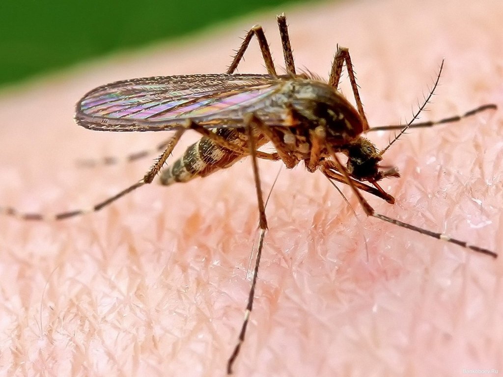 Giovedì nuovo intervento anti zanzare a Tortona: ecco le vie e le frazioni coinvolte