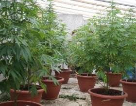 Quasi 60 piante e 3 kg di marijuana: tre arresti nell’acquese e ovadese