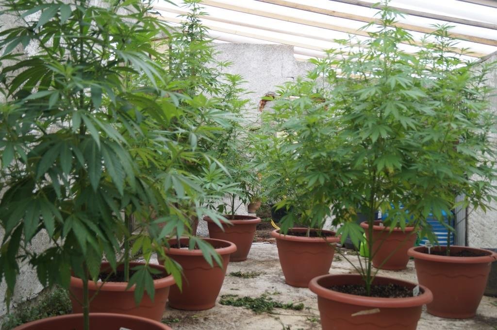 Quasi 60 piante e 3 kg di marijuana: tre arresti nell’acquese e ovadese