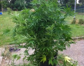Nel loro giardino una pianta di marijuana: denunciati due fratelli
