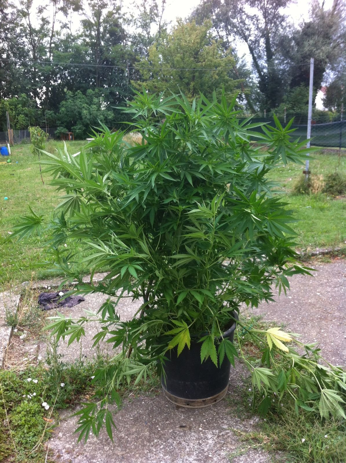 Nel loro giardino una pianta di marijuana: denunciati due fratelli