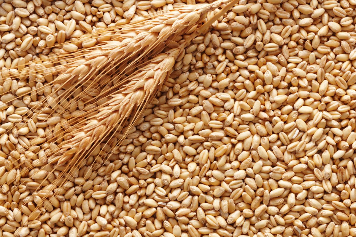 Parte la trebbiatura del grano ma si prevede un calo del 20% della produzione