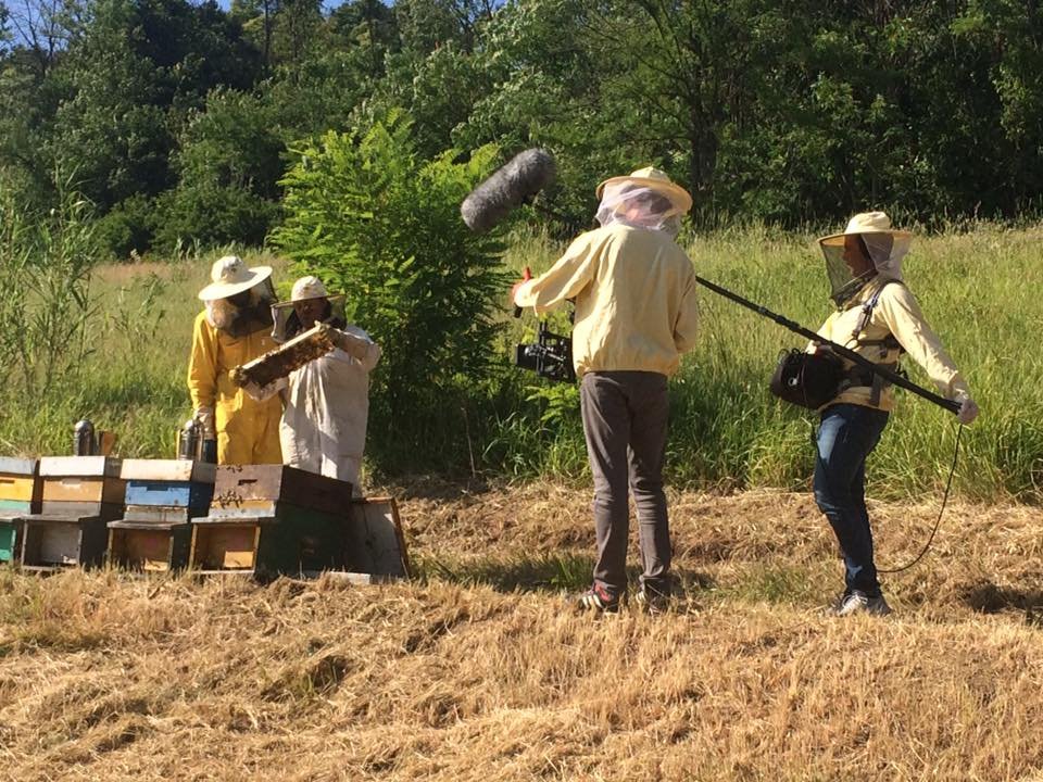 Bee my job: un cortometraggio su integrazione e rispetto della natura