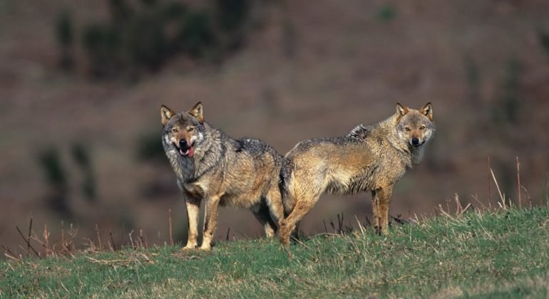 Danni causati dai lupi: pubblicato il bando regionale con i risarcimenti agli allevatori. Scadrà il 31 gennaio