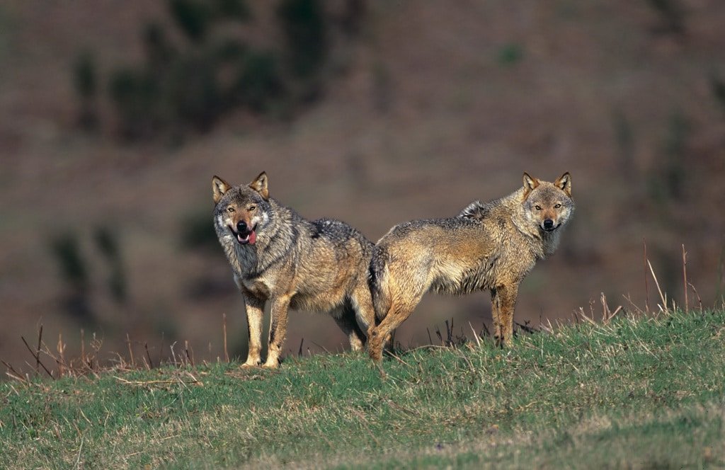 Danni causati dai lupi: pubblicato il bando regionale con i risarcimenti agli allevatori. Scadrà il 31 gennaio